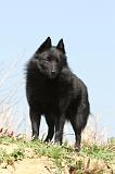 SCHIPPERKE 177